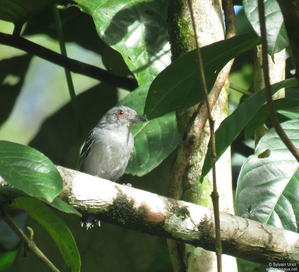 Northern Slaty Antshrike male immature