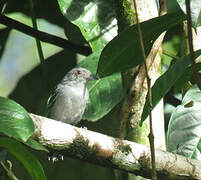 Northern Slaty Antshrike