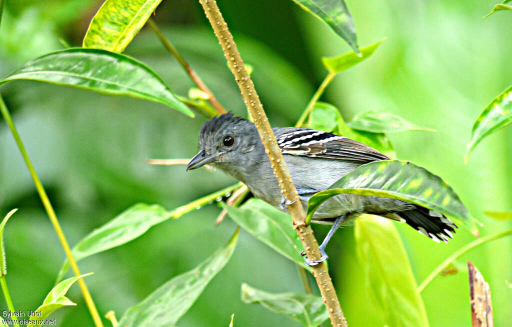 Batara tacheté mâle immature, habitat, pigmentation