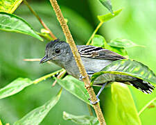 Northern Slaty Antshrike