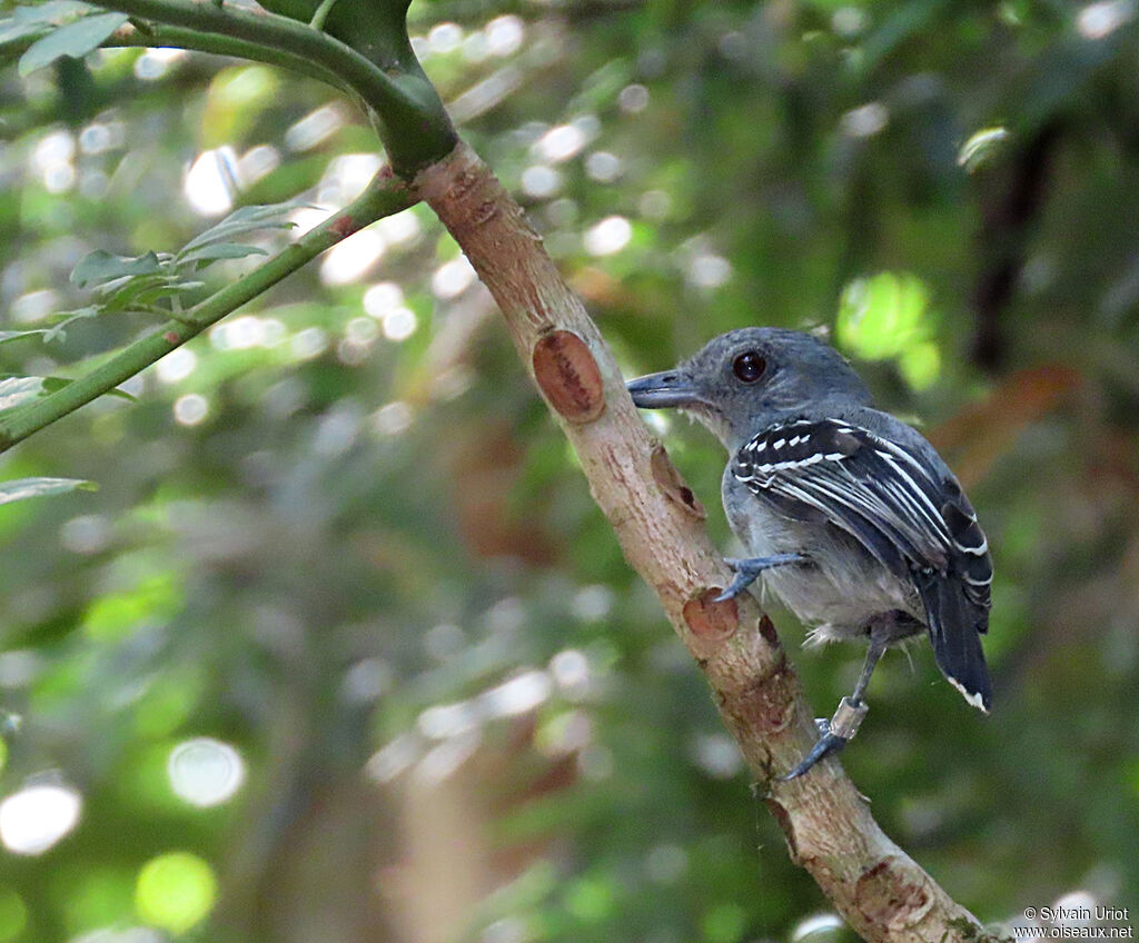 Northern Slaty Antshrike male adult