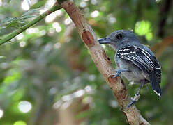 Northern Slaty Antshrike