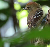 Northern Slaty Antshrike