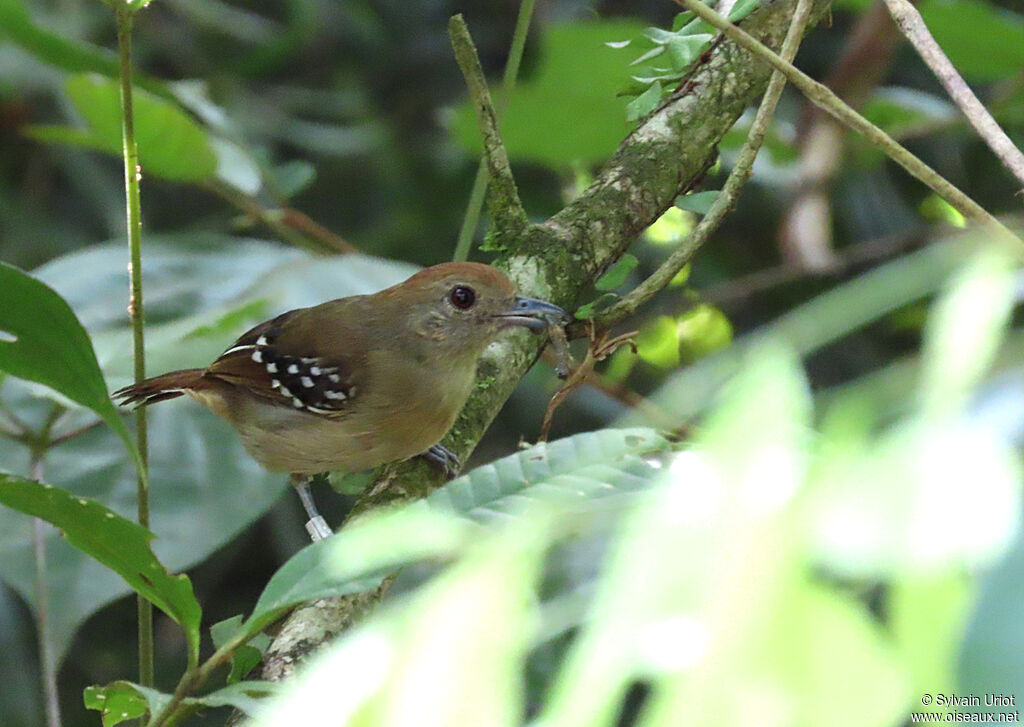 Northern Slaty Antshrike female adult