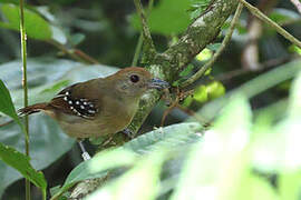 Northern Slaty Antshrike