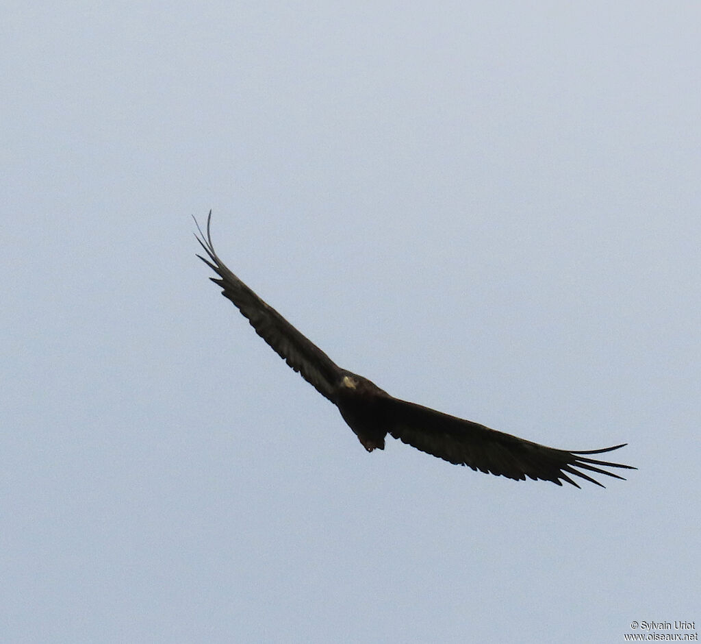 Bateleur des savanesimmature