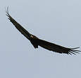 Bateleur des savanes