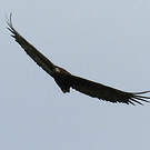 Bateleur des savanes