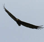 Bateleur des savanes