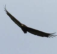 Bateleur