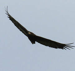 Bateleur des savanes