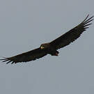 Bateleur des savanes