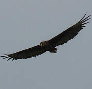 Bateleur des savanes