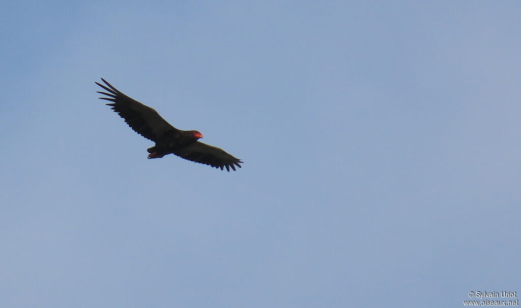 Bateleur des savanes femelle adulte