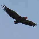 Bateleur des savanes