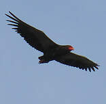 Bateleur des savanes