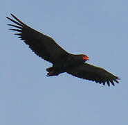 Bateleur des savanes