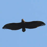 Bateleur des savanes