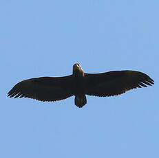 Bateleur des savanes