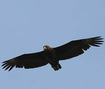 Bateleur des savanes