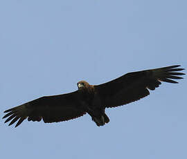 Bateleur des savanes