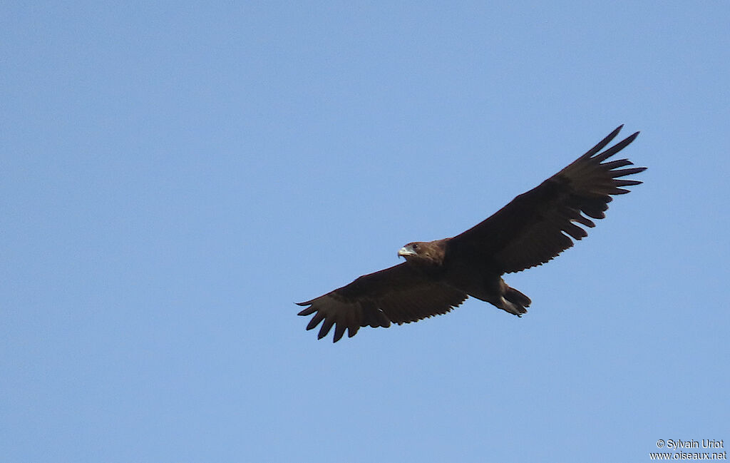 Bateleur des savanesimmature