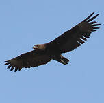 Bateleur des savanes