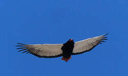 Bateleur des savanes