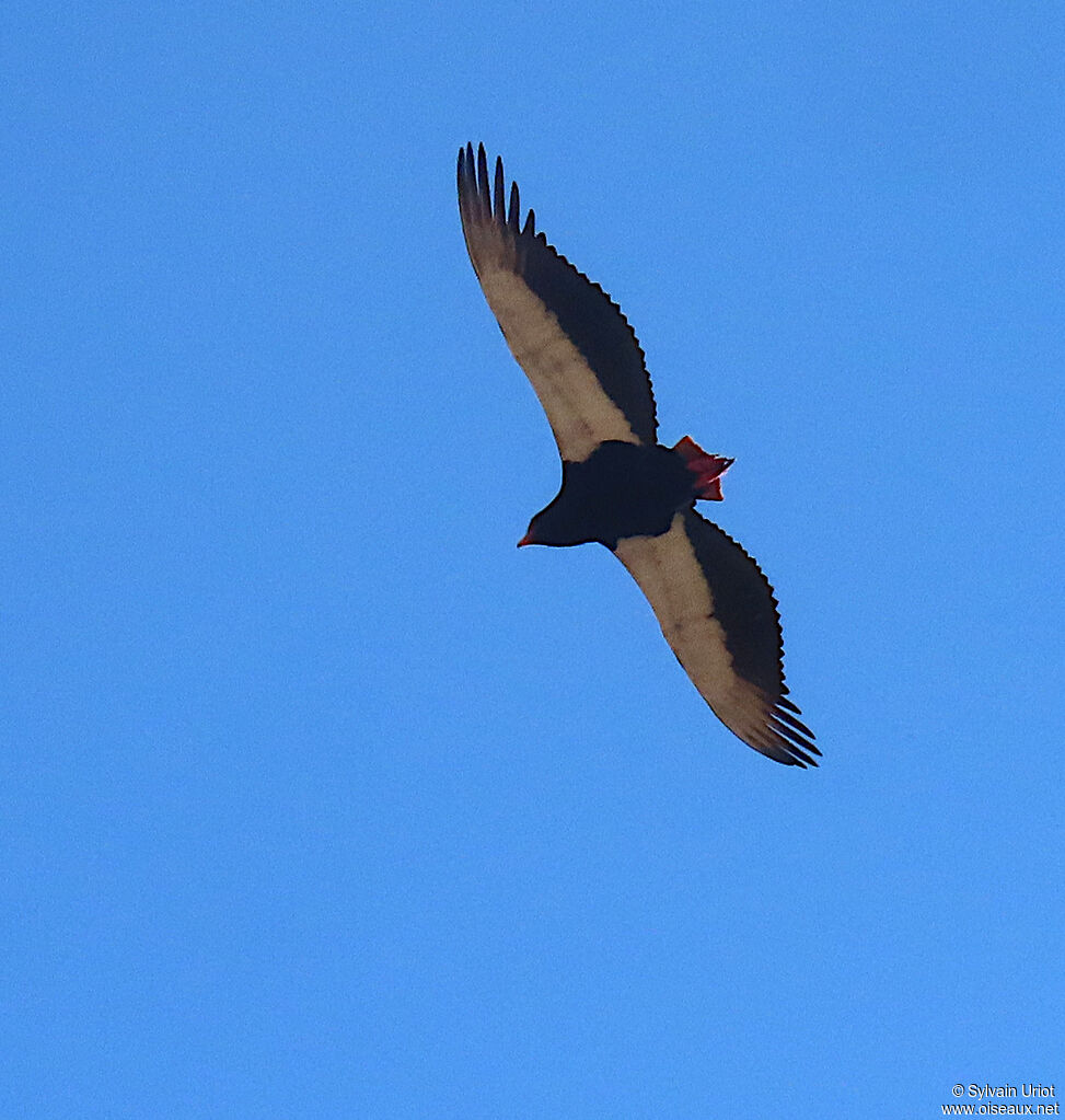 Bateleur des savanes mâle adulte