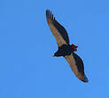 Bateleur des savanes