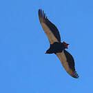 Bateleur des savanes