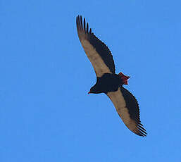 Bateleur des savanes