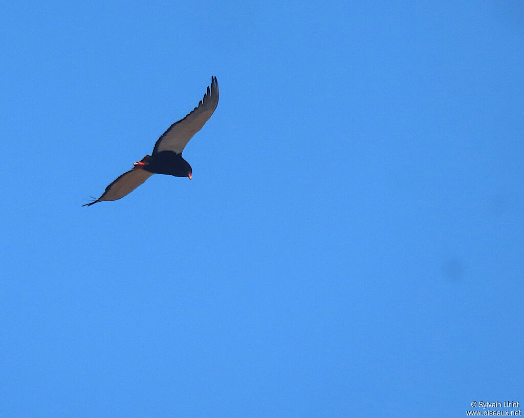 Bateleur des savanes femelle adulte