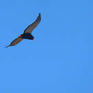 Bateleur des savanes