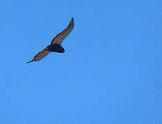 Bateleur