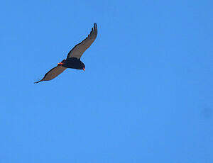 Bateleur des savanes