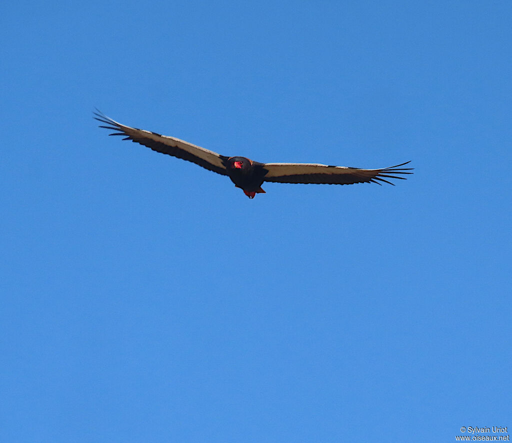 Bateleur male adult