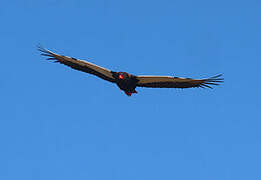 Bateleur des savanes