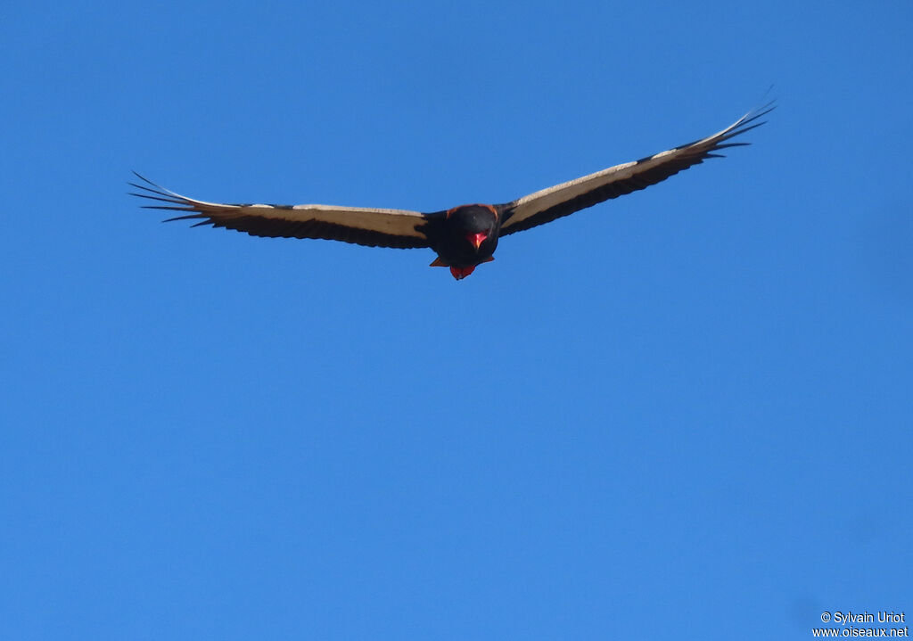 Bateleur male adult