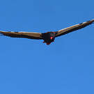 Bateleur des savanes