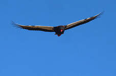 Bateleur des savanes