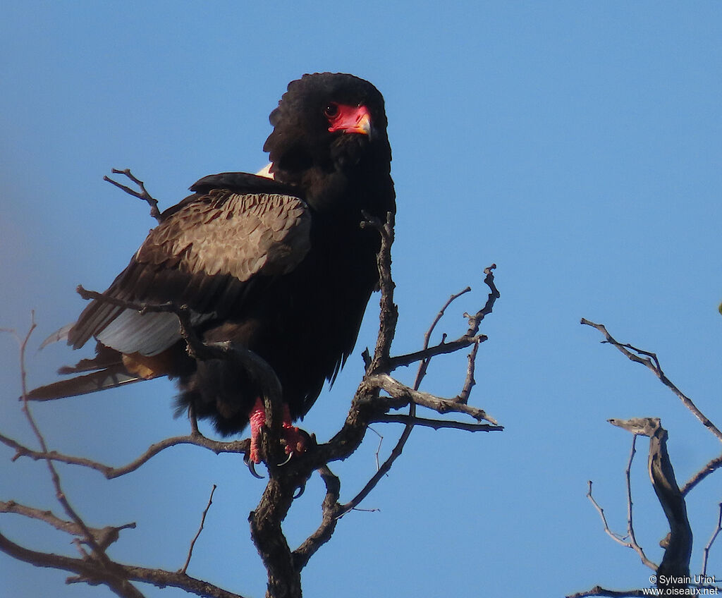 Bateleur des savanes femelle adulte