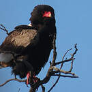 Bateleur des savanes