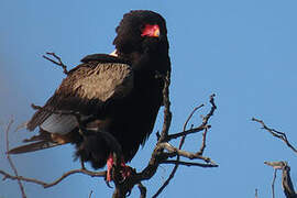 Bateleur des savanes