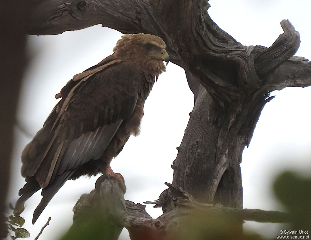 Bateleur des savanesjuvénile