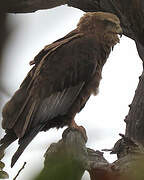 Bateleur des savanes