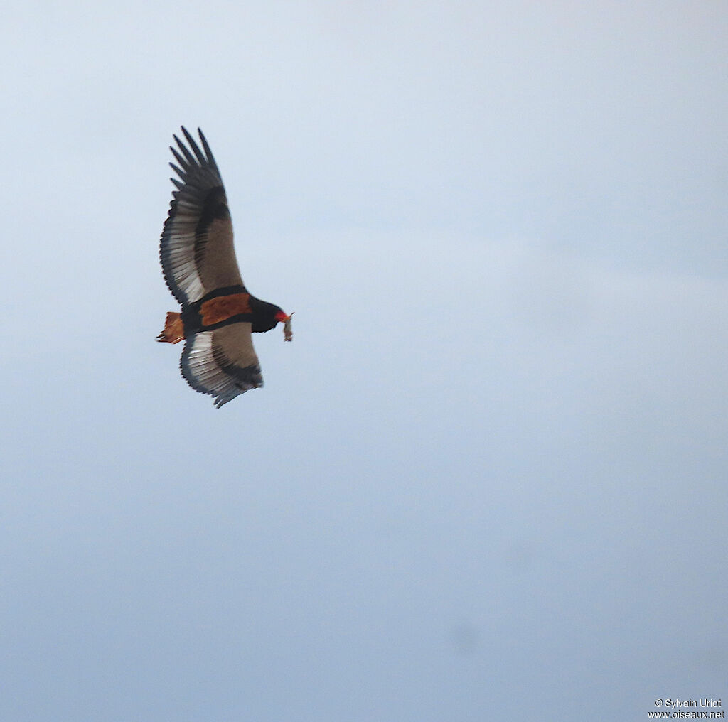 Bateleur female adult