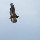 Bateleur des savanes