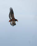 Bateleur des savanes