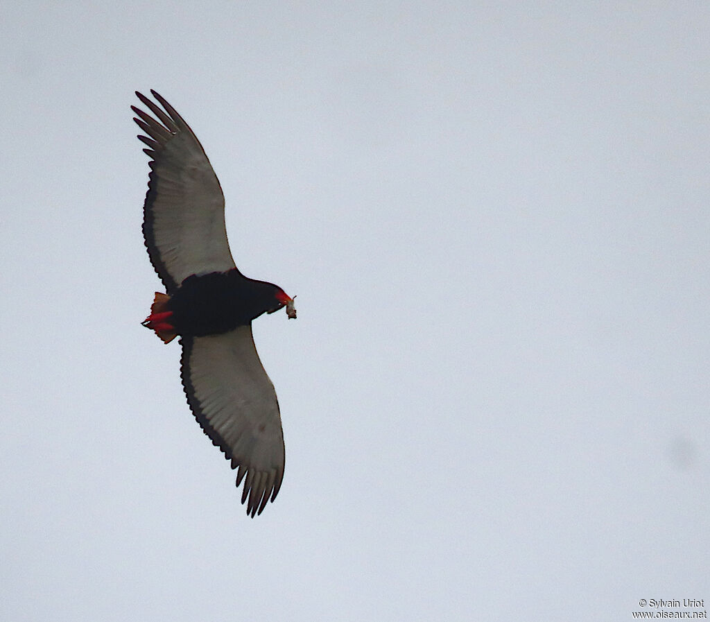 Bateleur female adult